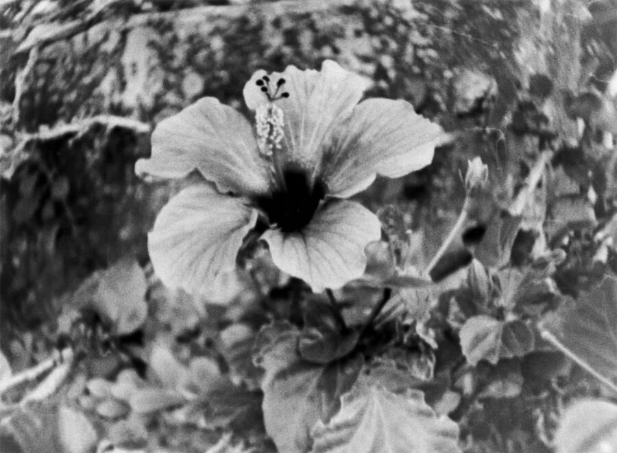 Afficher l'image Wild-Flower