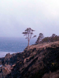 affiche du film A árvore