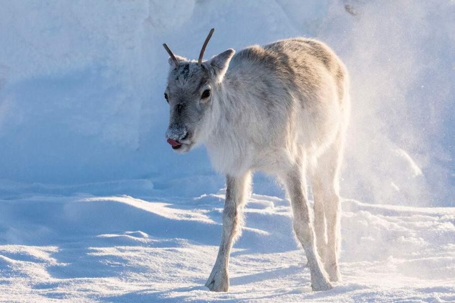 Afficher l'image ailo-01