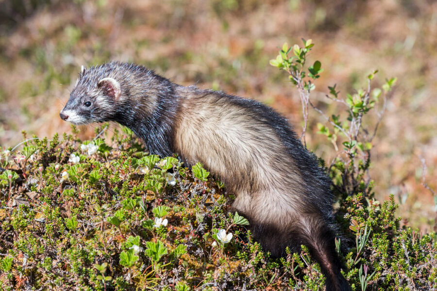 Afficher l'image ailo-02