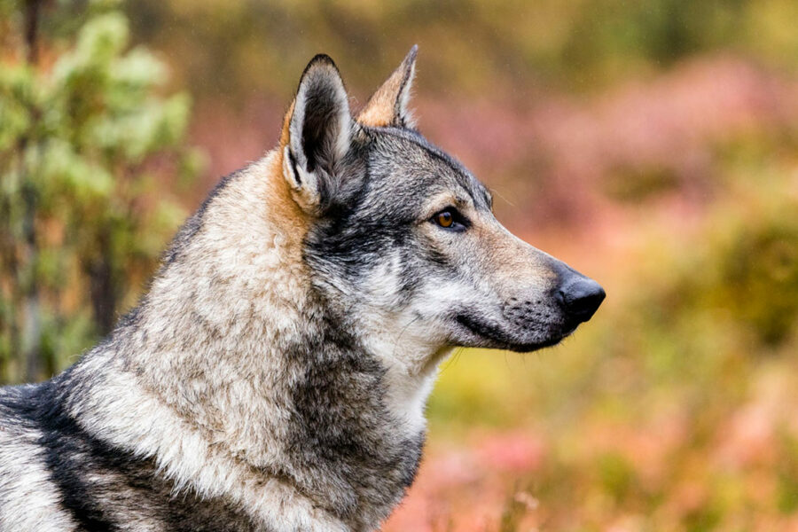 Afficher l'image ailo-03