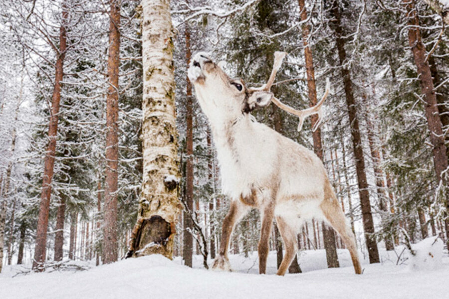 Afficher l'image ailo-05