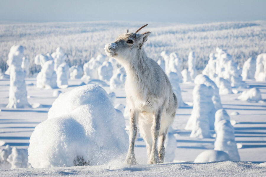 Afficher l'image ailo-06