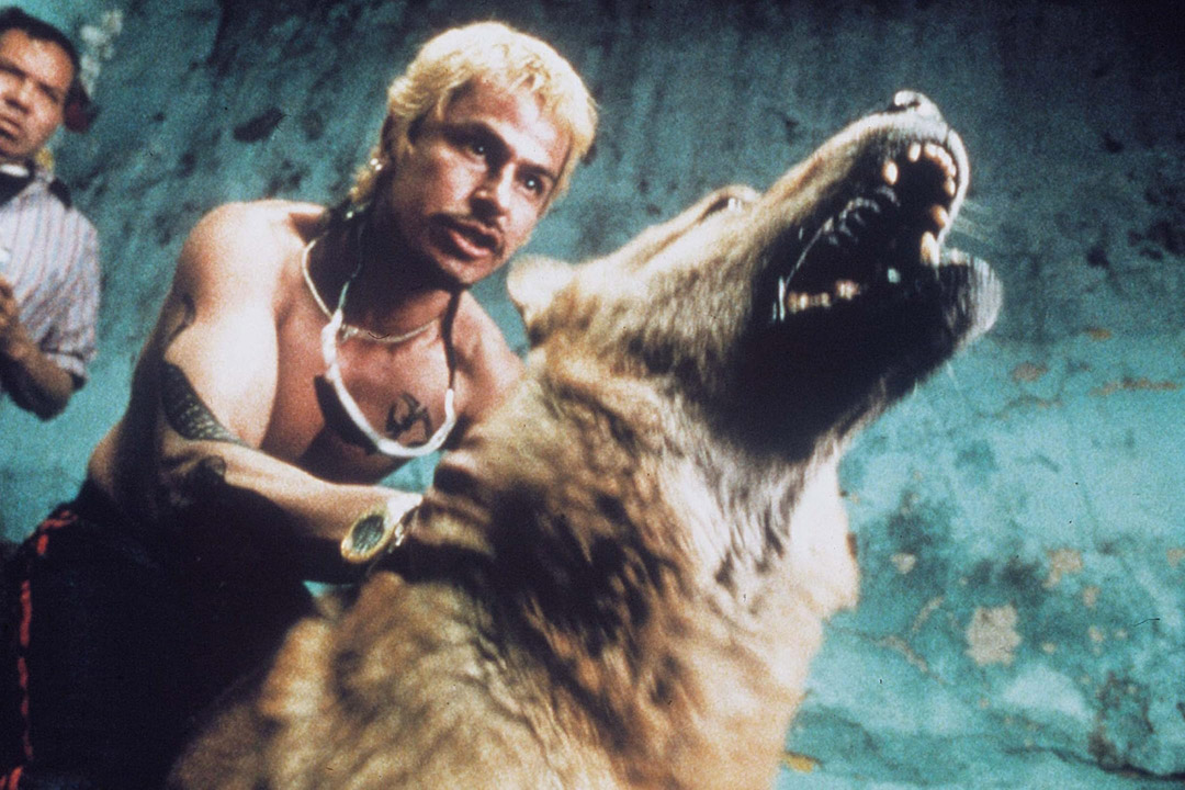 Gustavo Sánchez Parra dans Amours Chiennes