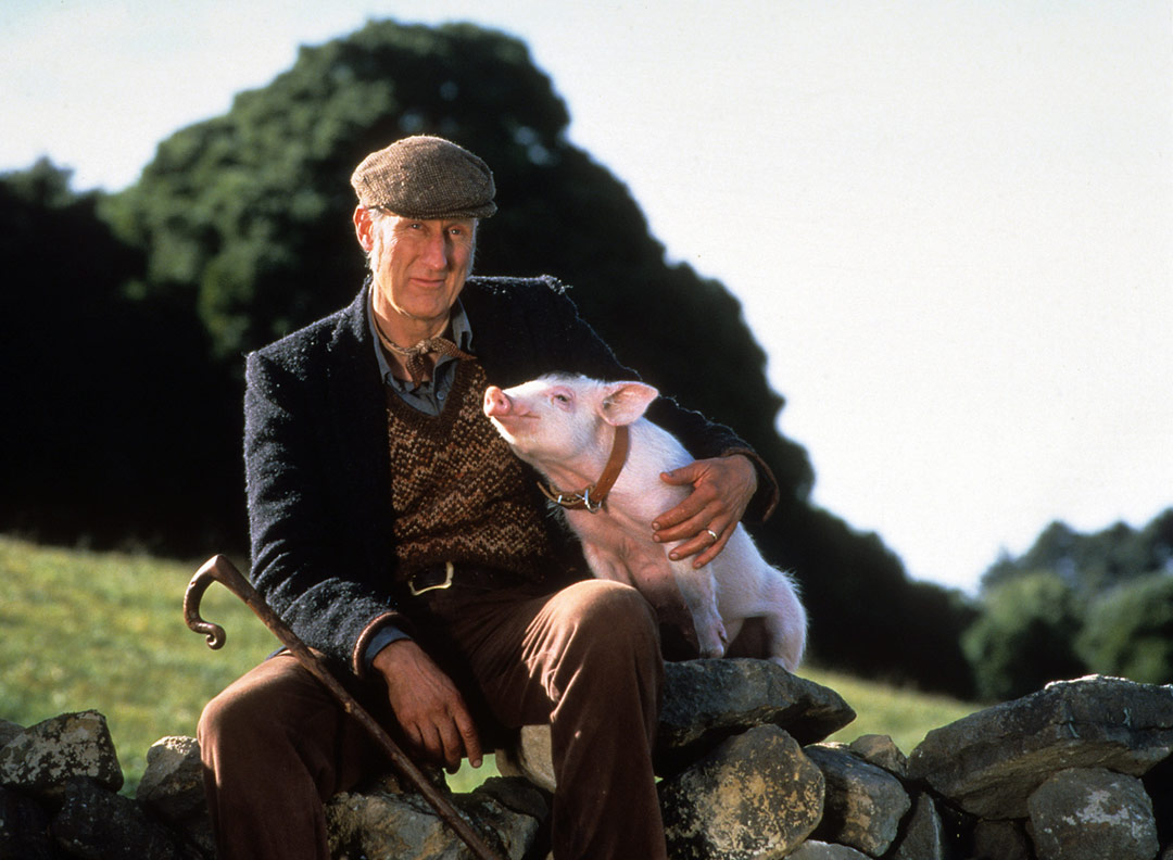 James Cromwell dans Babe, le cochon devenu berger
