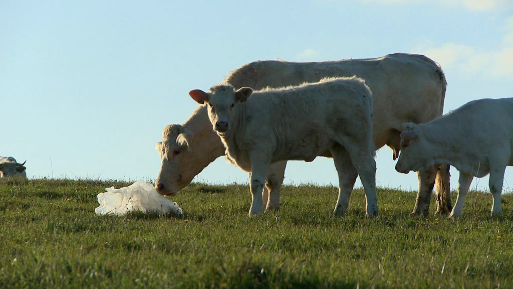 Bovines ou la vraie vie des vaches