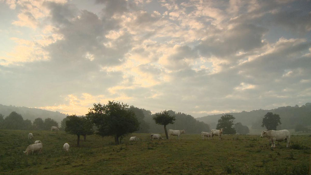 Bovines ou la vraie vie des vaches