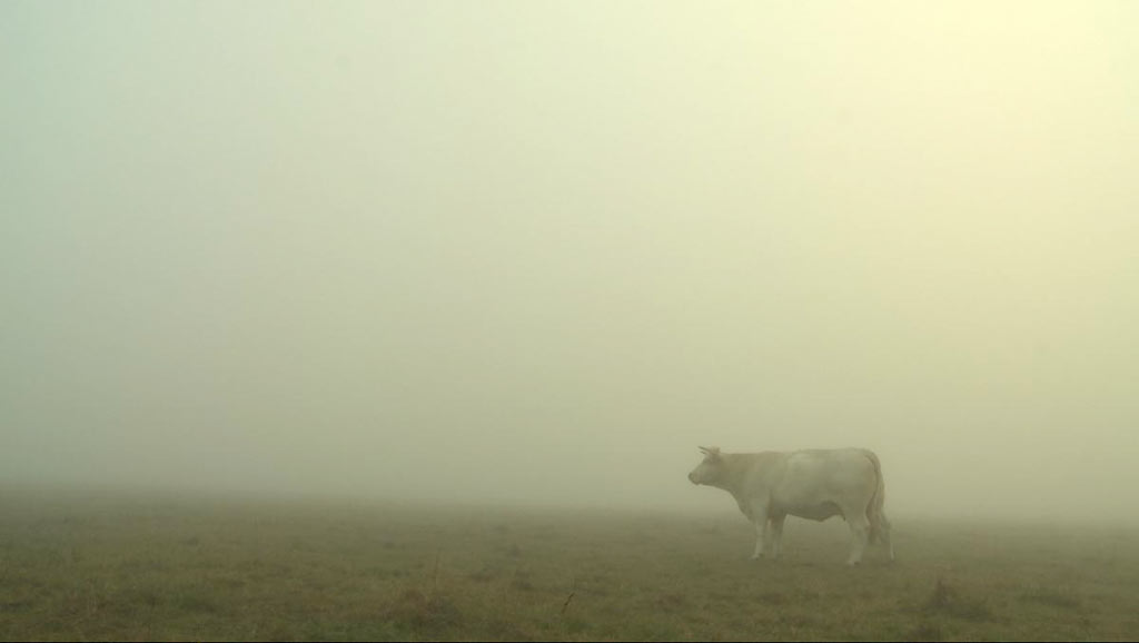 Bovines ou la vraie vie des vaches