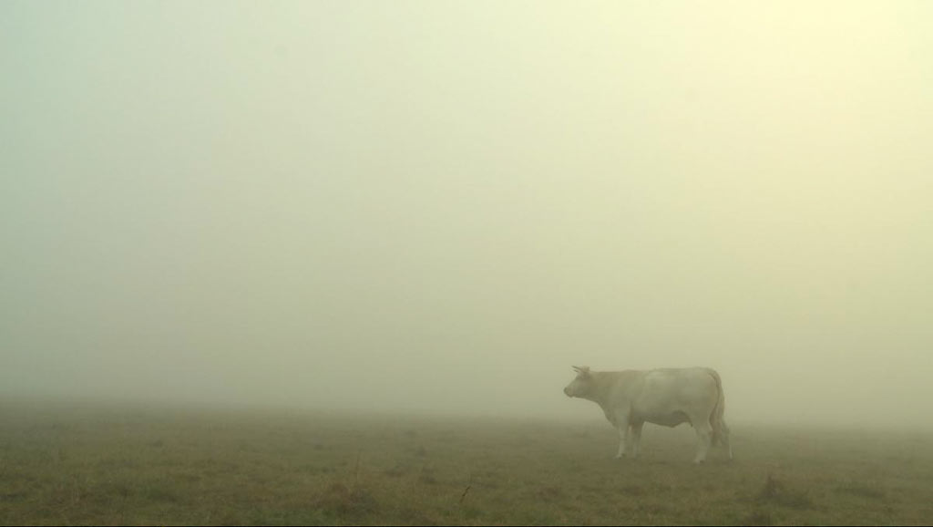 Bovines ou la vraie vie des vaches