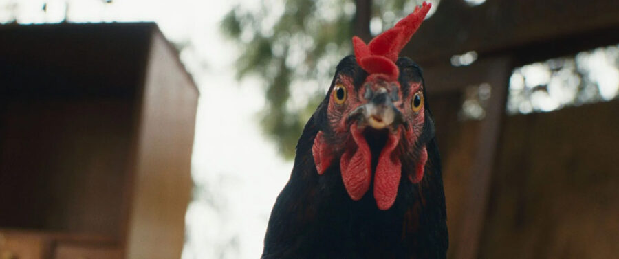 Afficher l'image cocotte-02