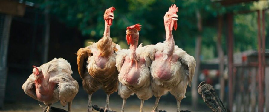 Afficher l'image cocotte-04