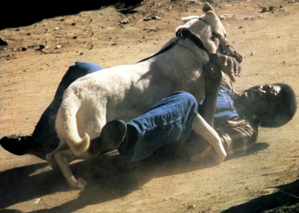 Paul Winfield dans Dressé pour tuer (White Dog)