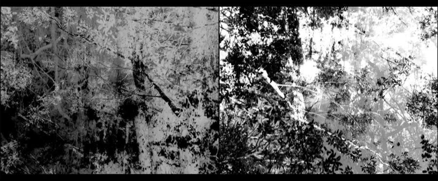 Afficher l'image duo-strangloscope