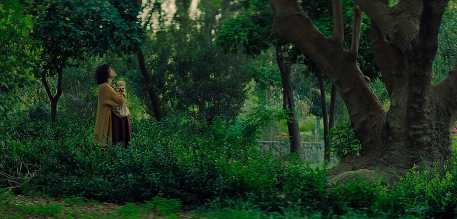 Afficher l'image embryo-larva-butterfly-01