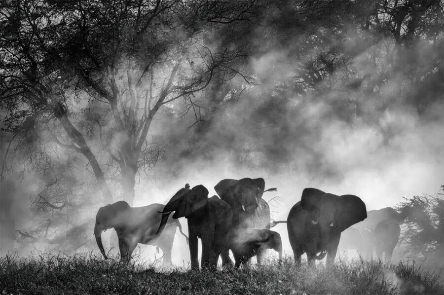 Afficher l'image ghost-elephants-01
