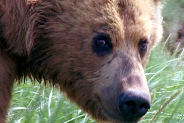 Timothy Treadwell dans Grizzly Man