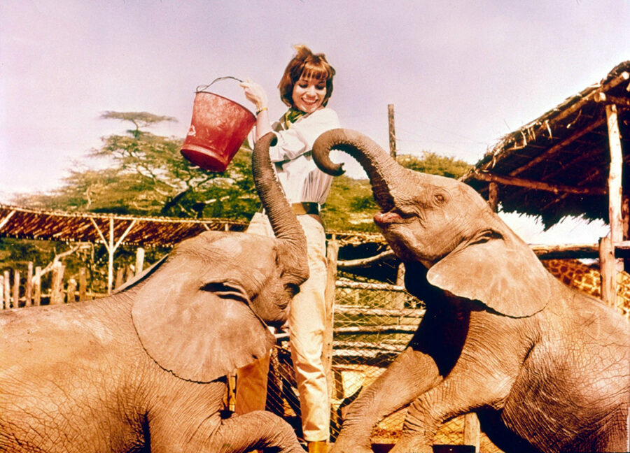 Afficher l'image Elsa Martinelli