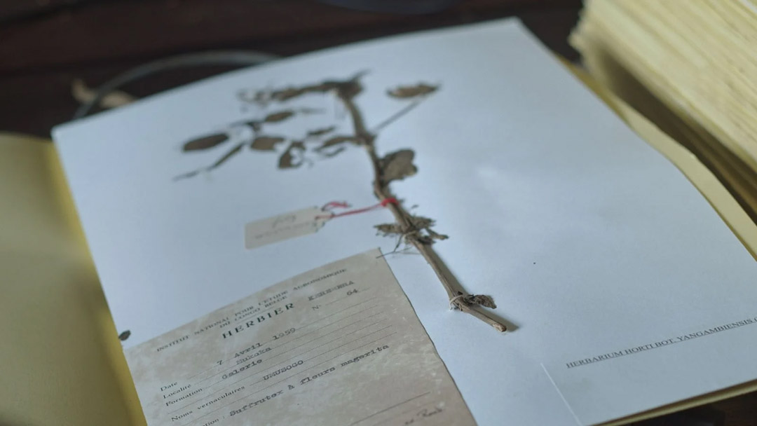 dans L'Arbre de l'authenticité