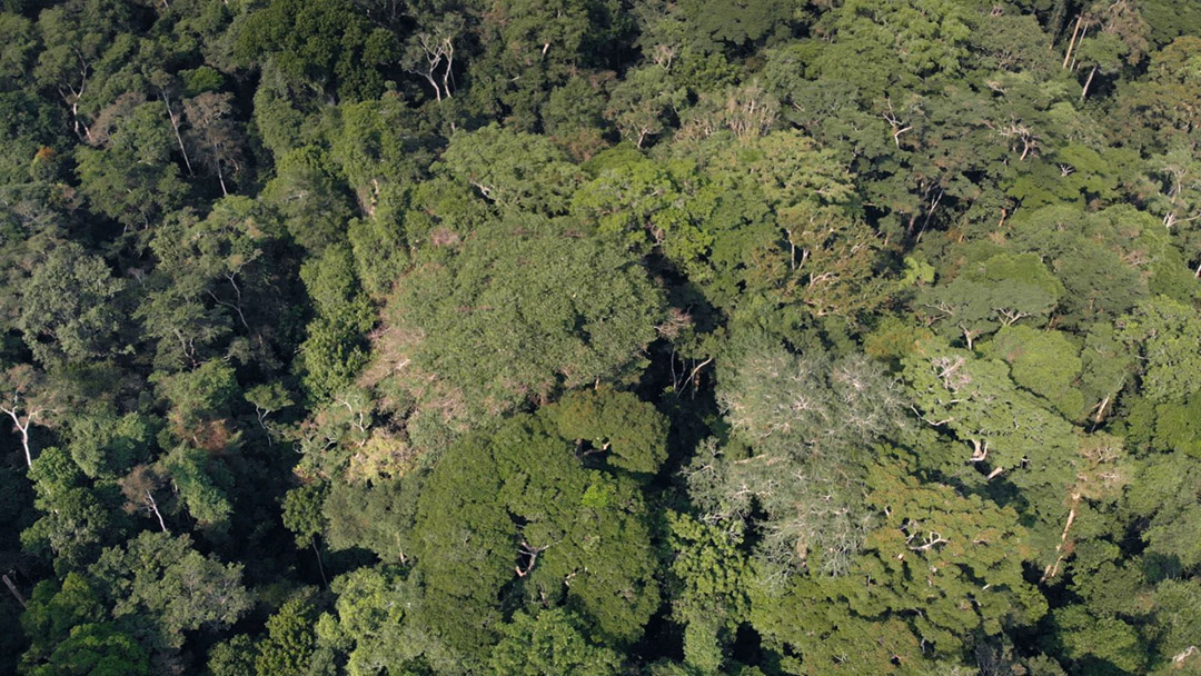 dans L'Arbre de l'authenticité