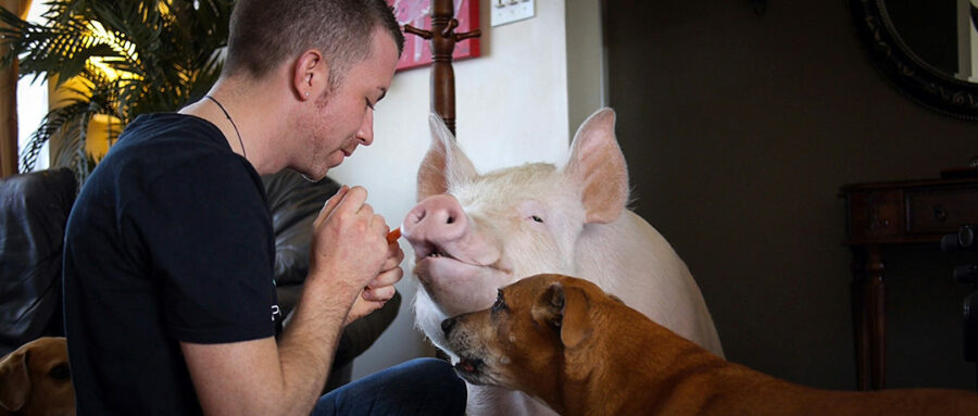 Afficher l'image la-fin-de-la-viande-02