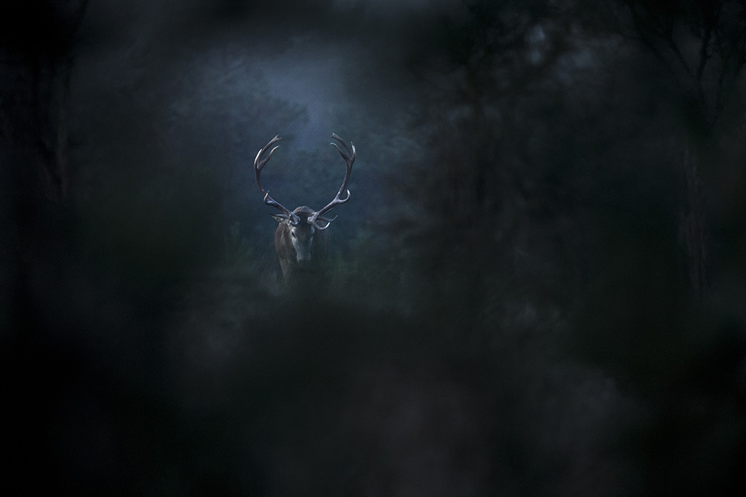 dans Le Chant des forêts