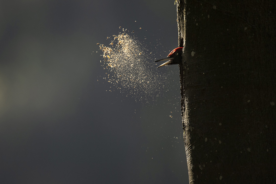 dans Le Chant des forêts