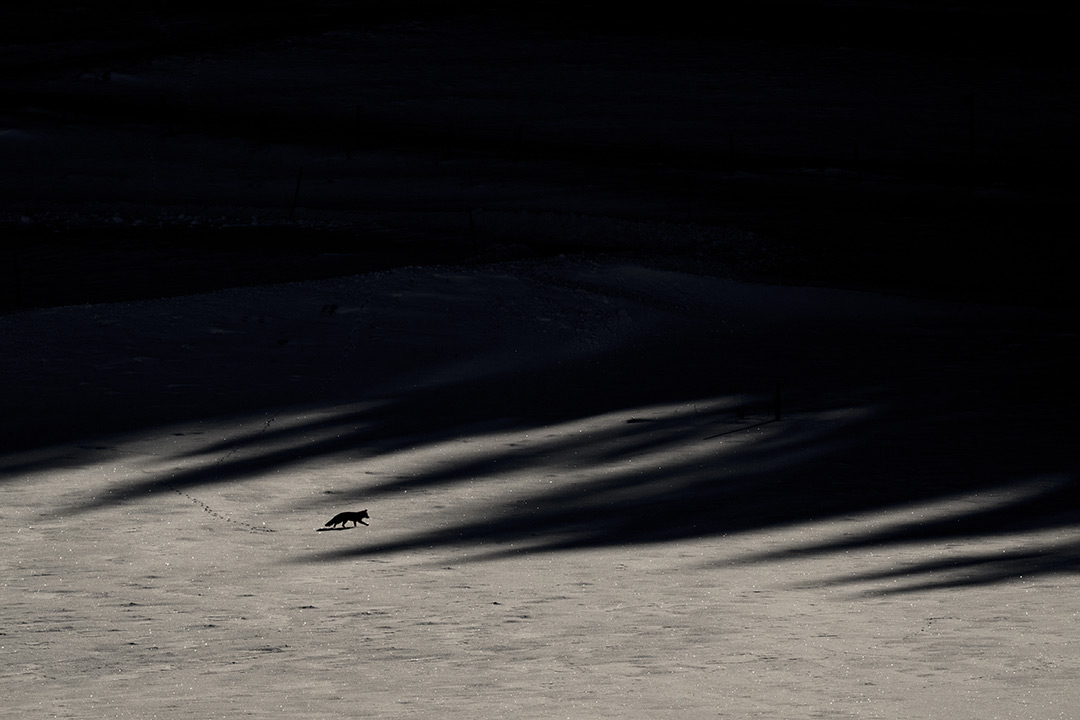 dans Le Chant des forêts