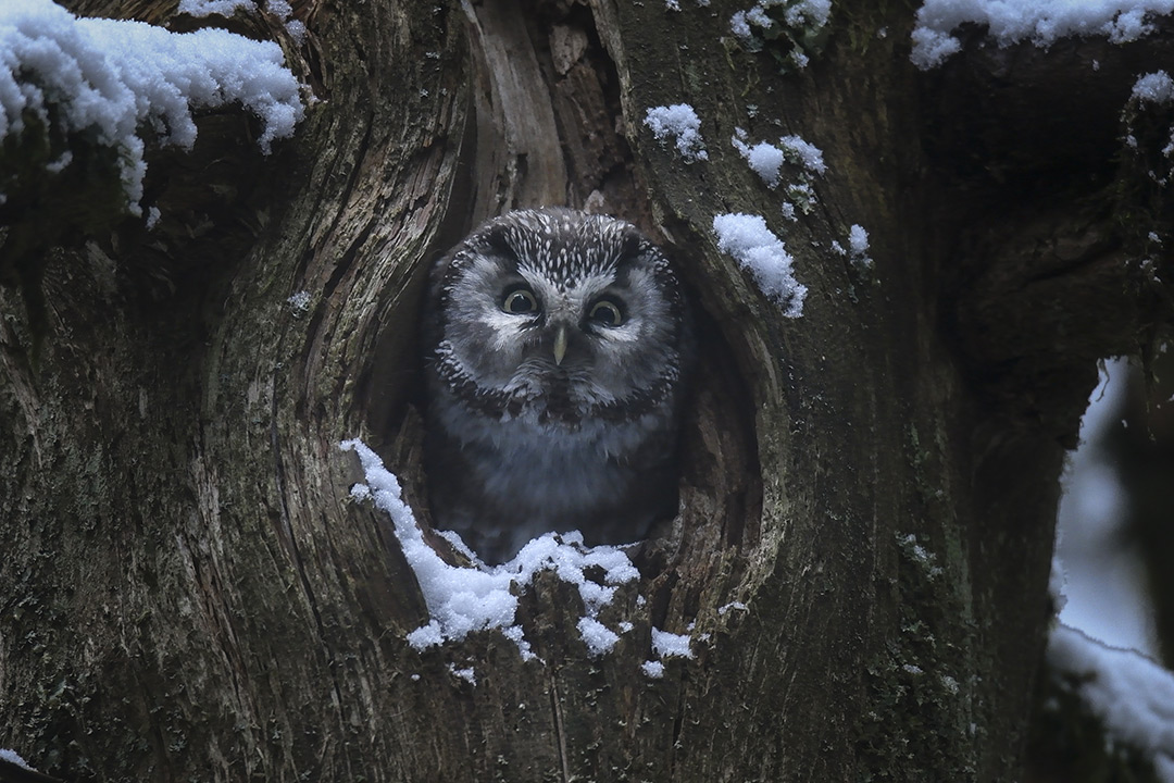 dans Le Chant des forêts