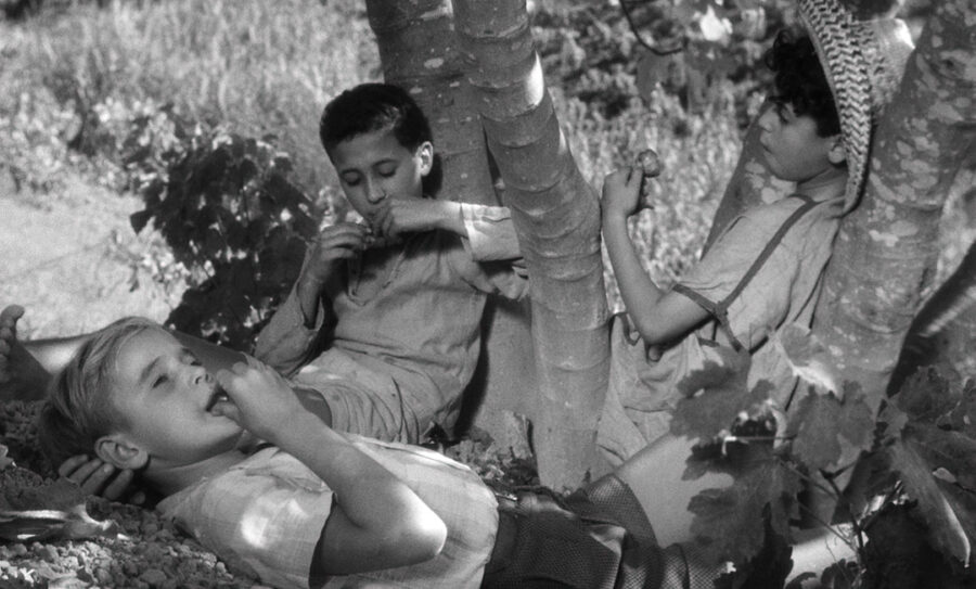 Afficher l'image les-oliviers-de-la-justice-08