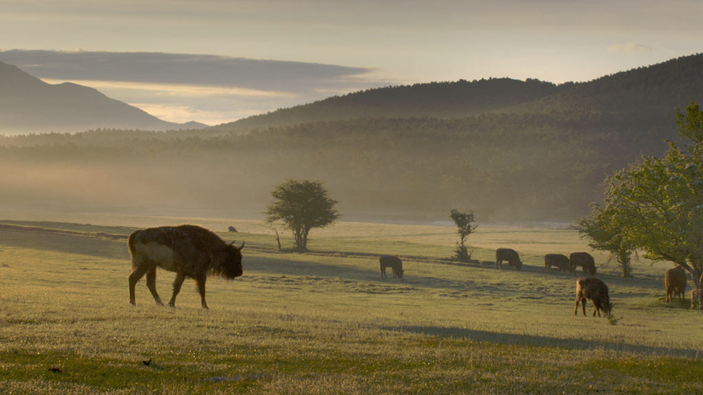 dans Les Saisons