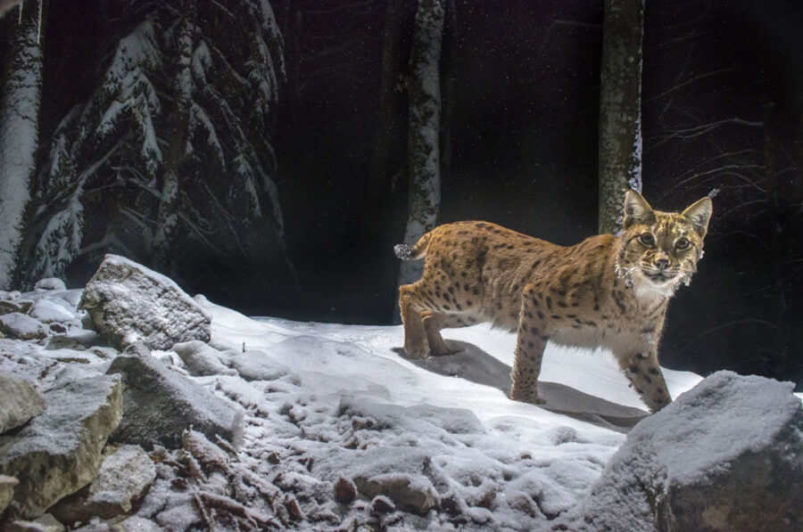 Afficher l'image lynx-01