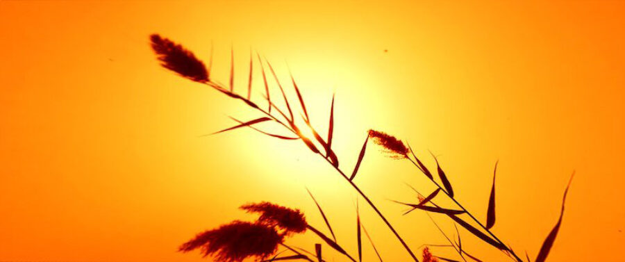 Afficher l'image memories-of-an-unborn-sun