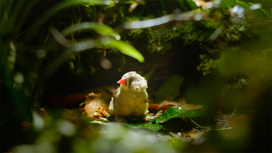 dans Nature attack