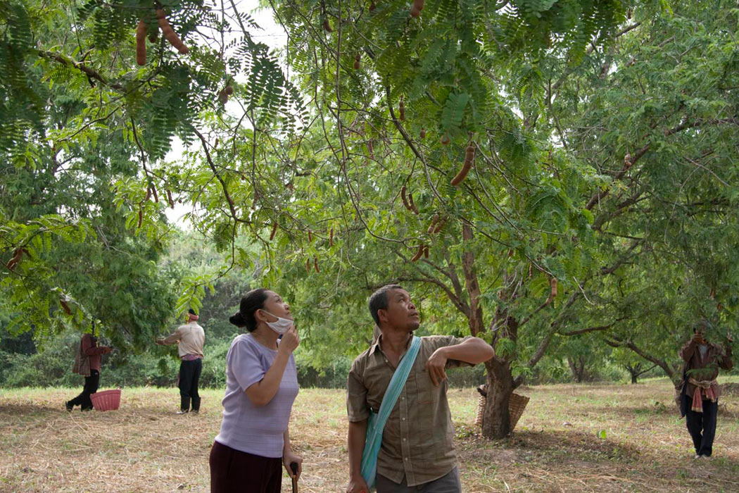 Thanapat Saisaymar dans Oncle Boonmee