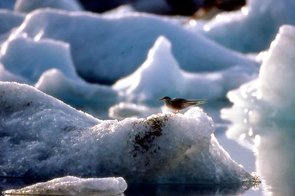 dans Le Peuple migrateur