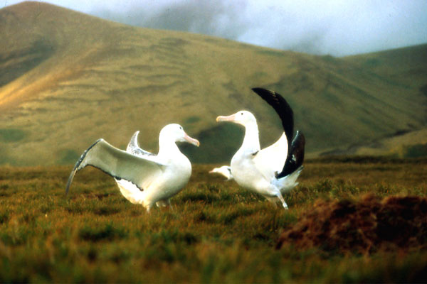 dans Le Peuple migrateur