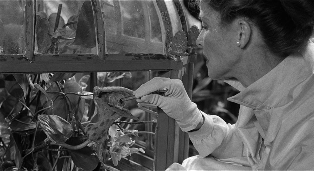 Katharine Hepburn dans Soudain l’été dernier