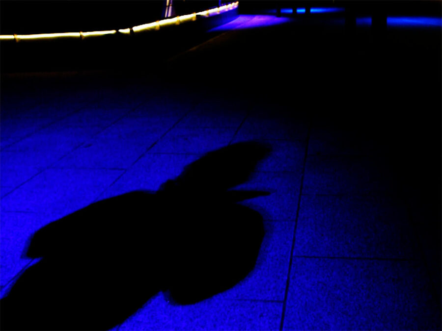 Afficher l'image sylvain-sans-organes